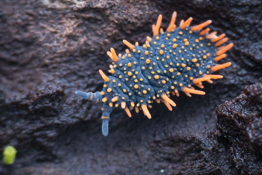 Image of Holacanthella paucispinosa (Salmon & JT 1941)