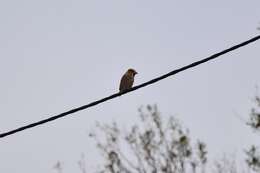 Image of Coccothraustes coccothraustes coccothraustes (Linnaeus 1758)