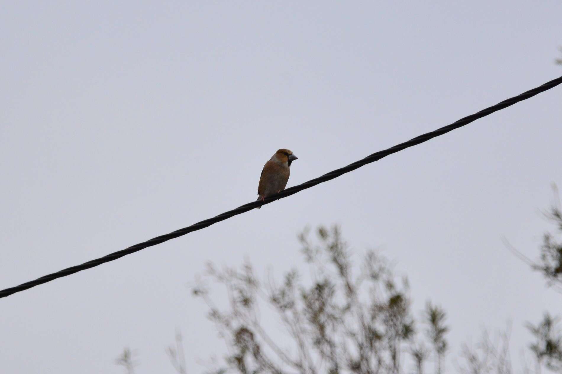 Image of Coccothraustes coccothraustes coccothraustes (Linnaeus 1758)