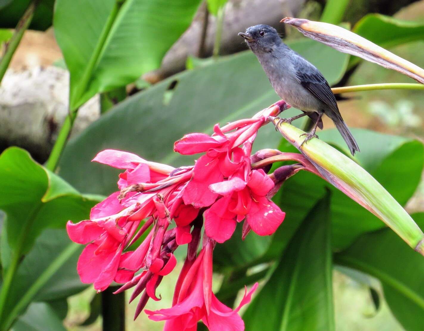 Image of Slaty Flower-piercer