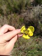 Image of Moraea bellendenii (Sweet) N. E. Br.