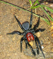 Image of Mouse spider