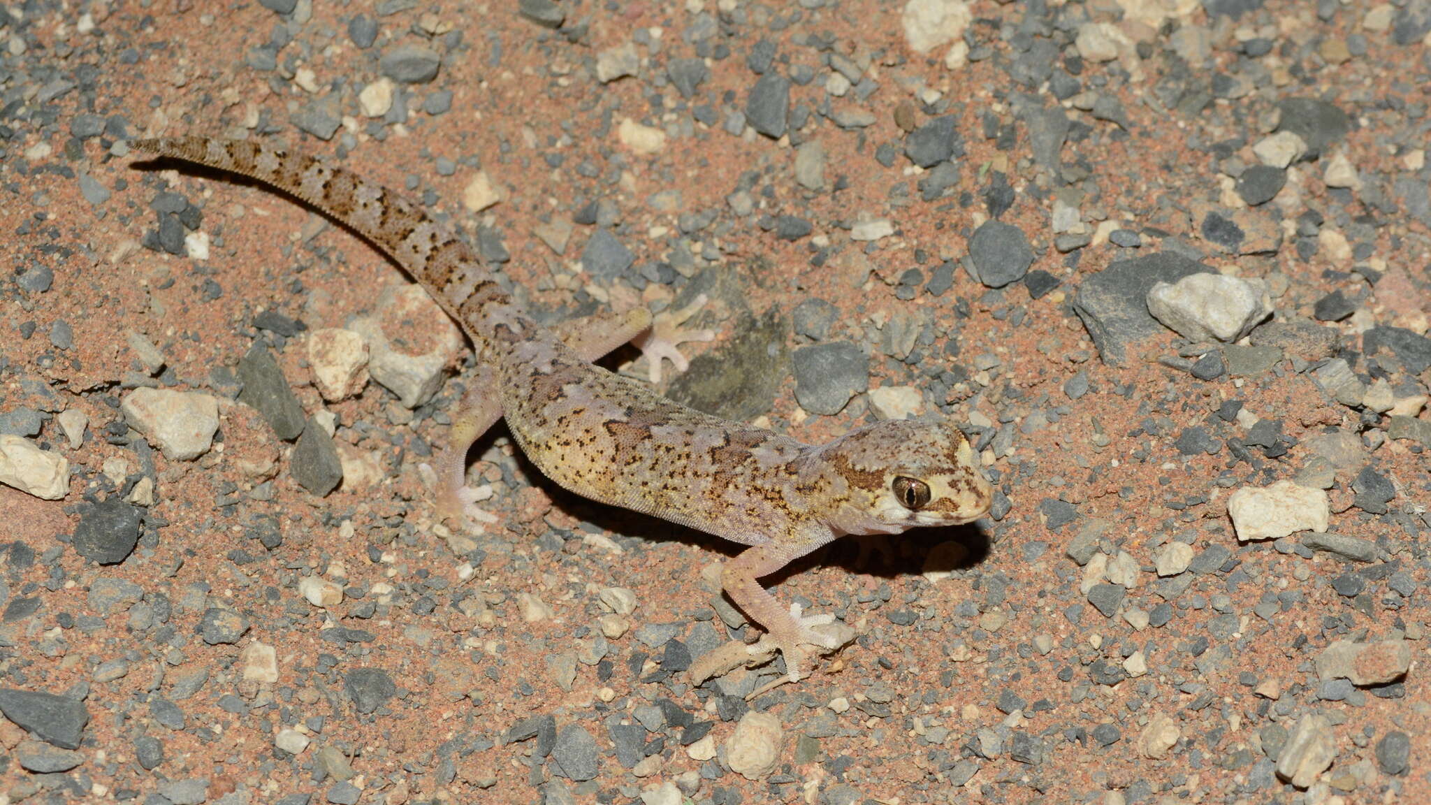 Image of Pachydactylus latirostris Hewitt 1923