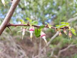 Image of hillside gooseberry