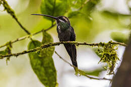 Phaethornis yaruqui (Bourcier 1851) resmi