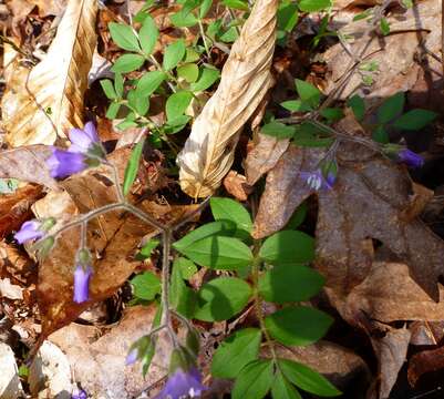 Plancia ëd Polemonium reptans var. villosum E. L. Braun