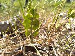 Image of Botrychium neolunaria Stensvold & Farrar