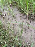 Слика од Juncus alpinoarticulatus Chaix