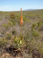 Plancia ëd Aloe glauca Mill.