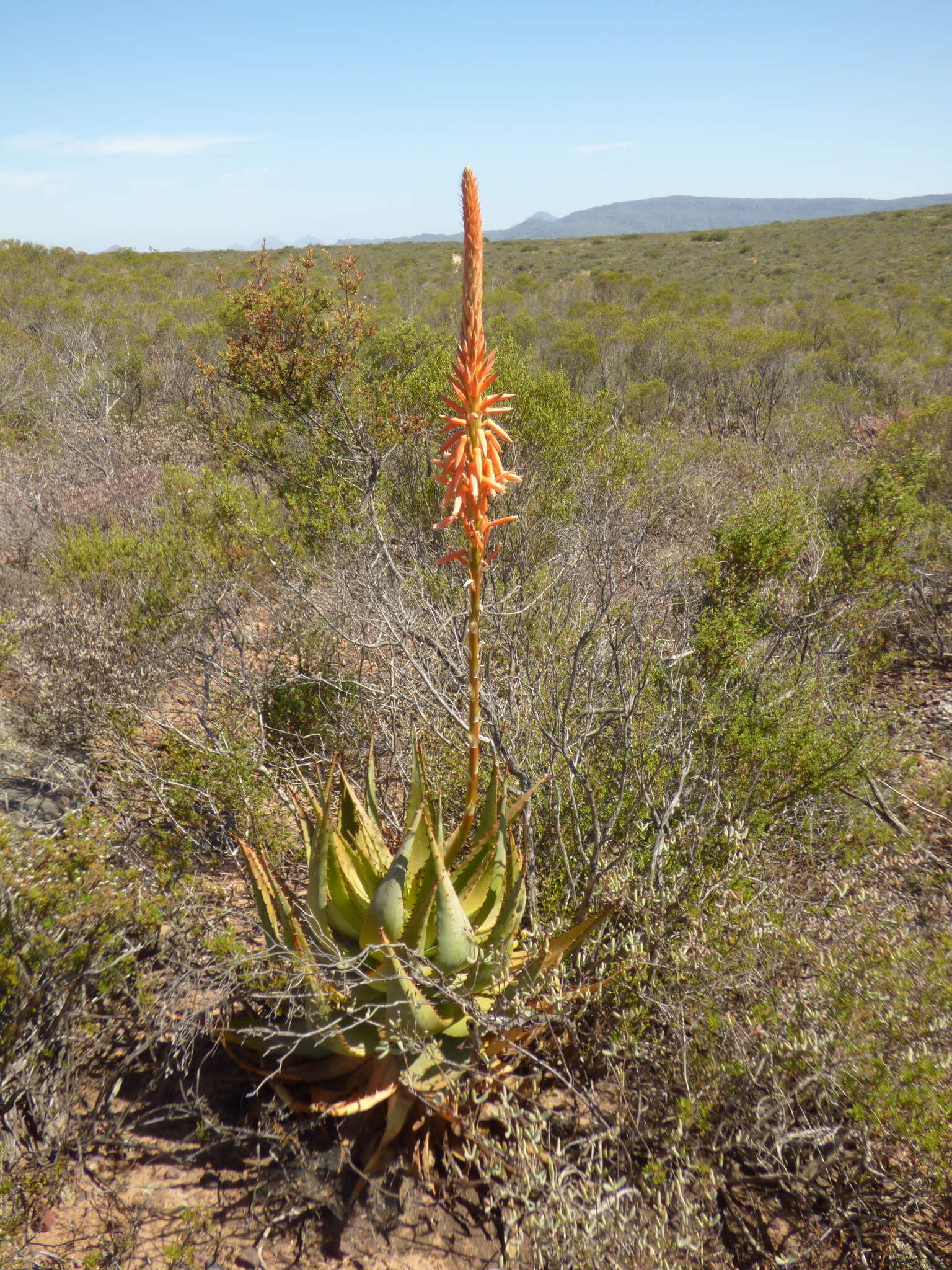 Plancia ëd Aloe glauca Mill.