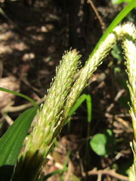 Image of Carex phleoides Cav.