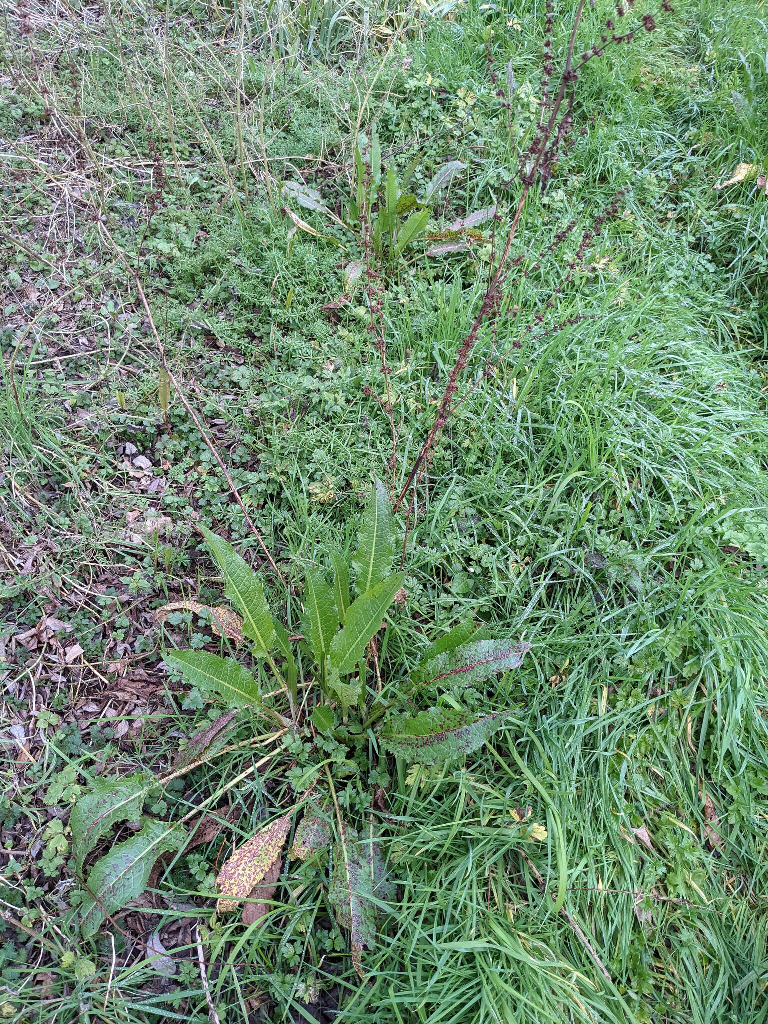 Rumex acutus L.的圖片