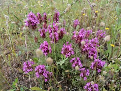 Image of Thymus lotocephalus G. López & R. Morales