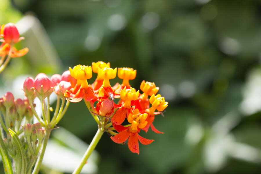 Asclepias curassavica L. resmi