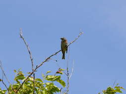 صورة Emberiza leucocephalos Gmelin & SG 1771