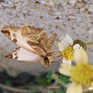 Imagem de Heliopetes laviana laviana