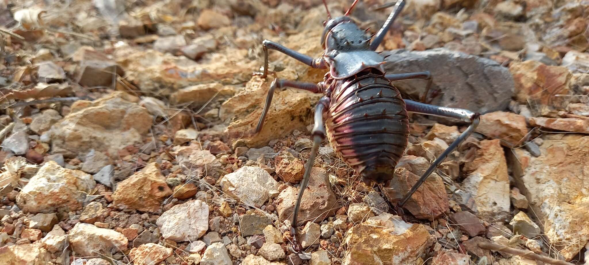 Image of Armoured Katydid