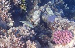 Image of Blue-lined wrasse