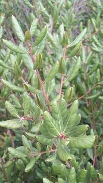 Image of scrub oak