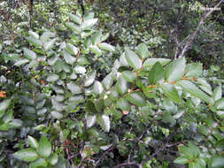 Image of Nothofagus nitida (Phil.) Krasser