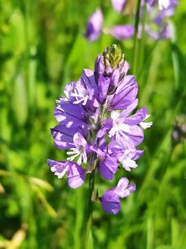 Image of Polygala comosa subsp. comosa