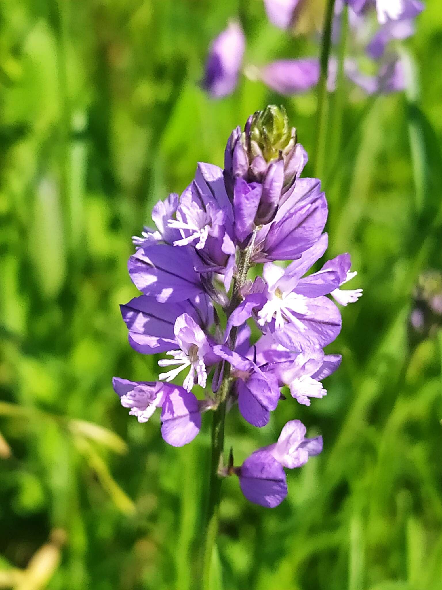 Image of Polygala comosa subsp. comosa