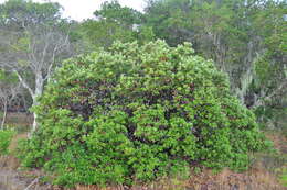 Image of woollyleaf manzanita