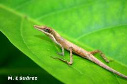 Image of Anfiodlul Anole