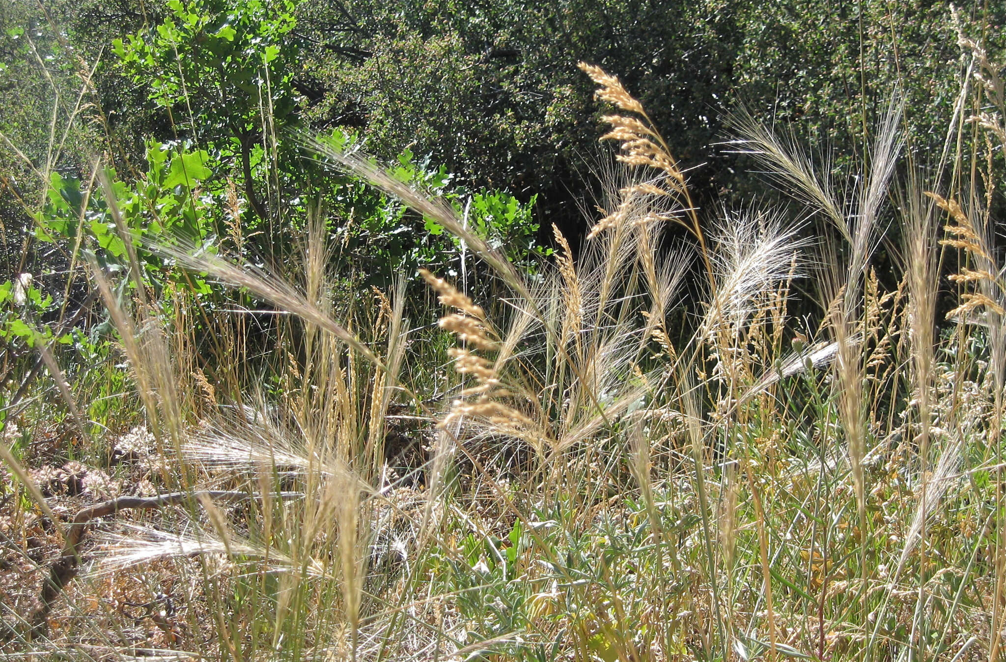 Imagem de Elymus elymoides subsp. elymoides