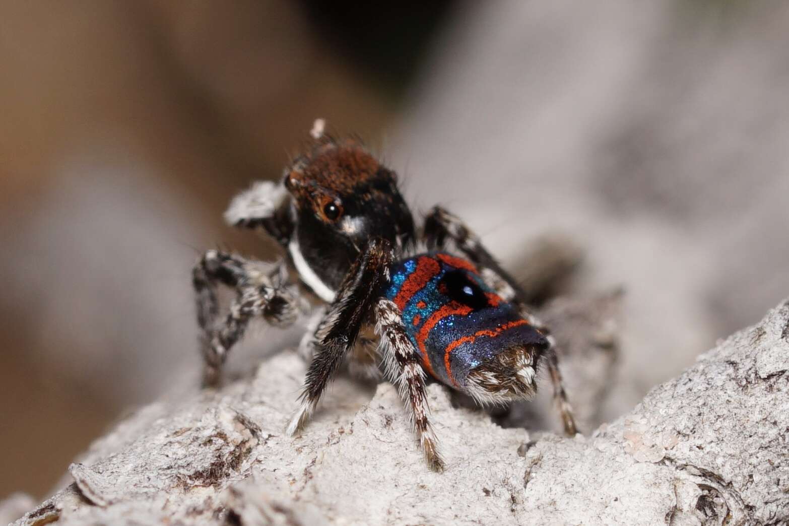 Image of Melinda's Peacock Spider