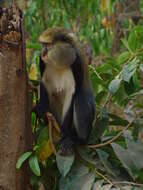 Image of Mona Guenon