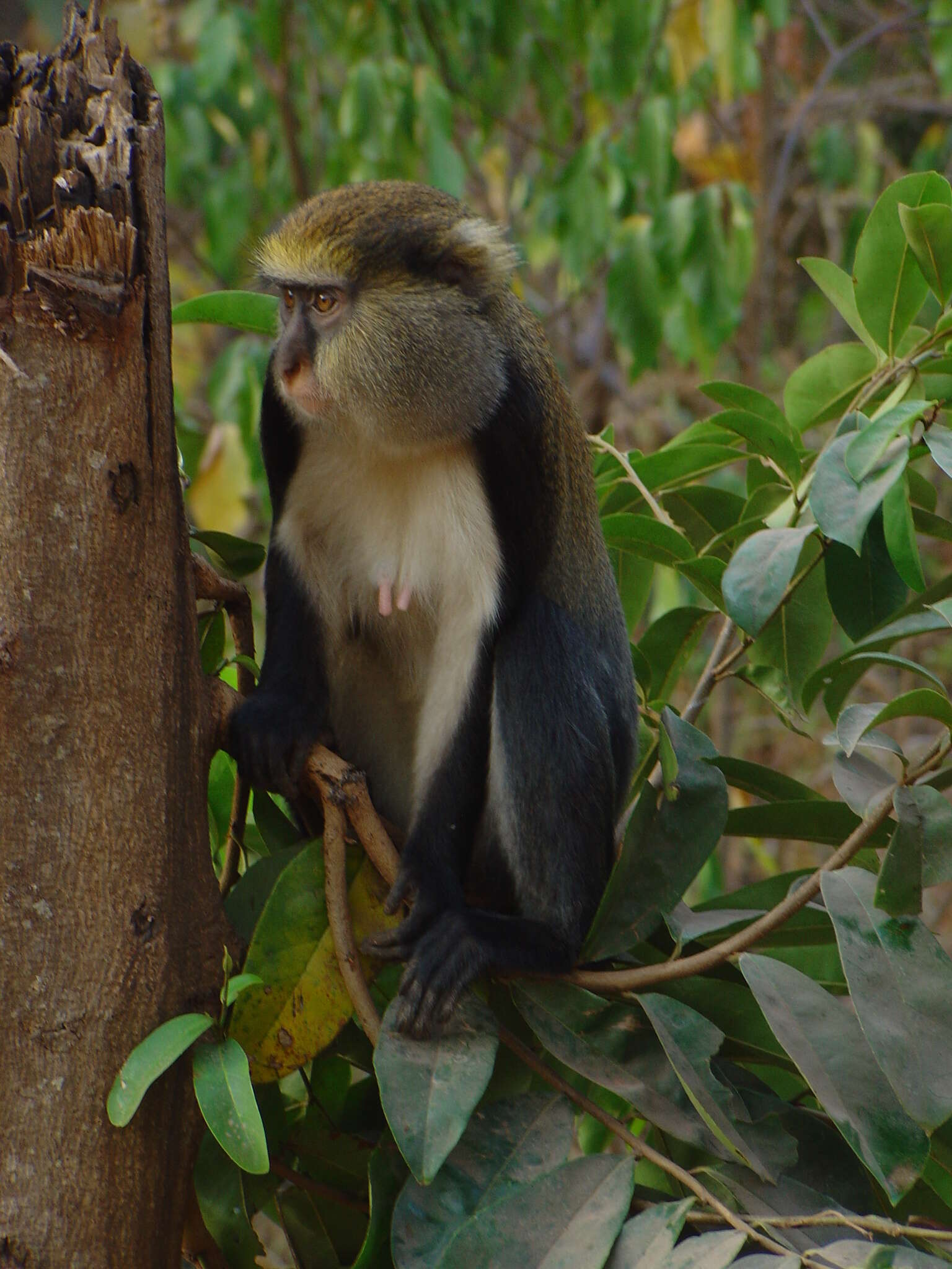 Image of Mona Guenon