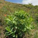 Image of Euphorbia yaroslavii Poljakov