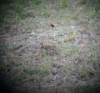 Image of Yellow-browed Bunting