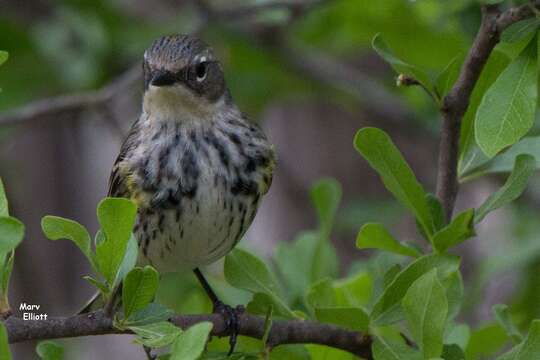 Image of Setophaga coronata coronata (Linnaeus 1766)