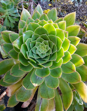 Image of Aeonium arboreum subsp. arboreum