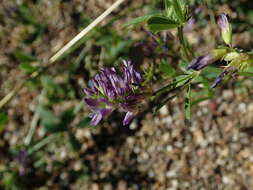Image of alfalfa