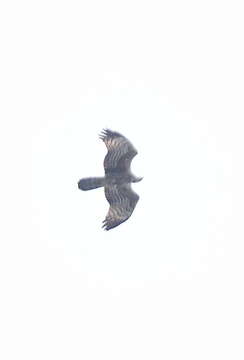 Image of Barred honey buzzard