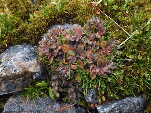 Image of Myosotis antarctica Hook. fil.