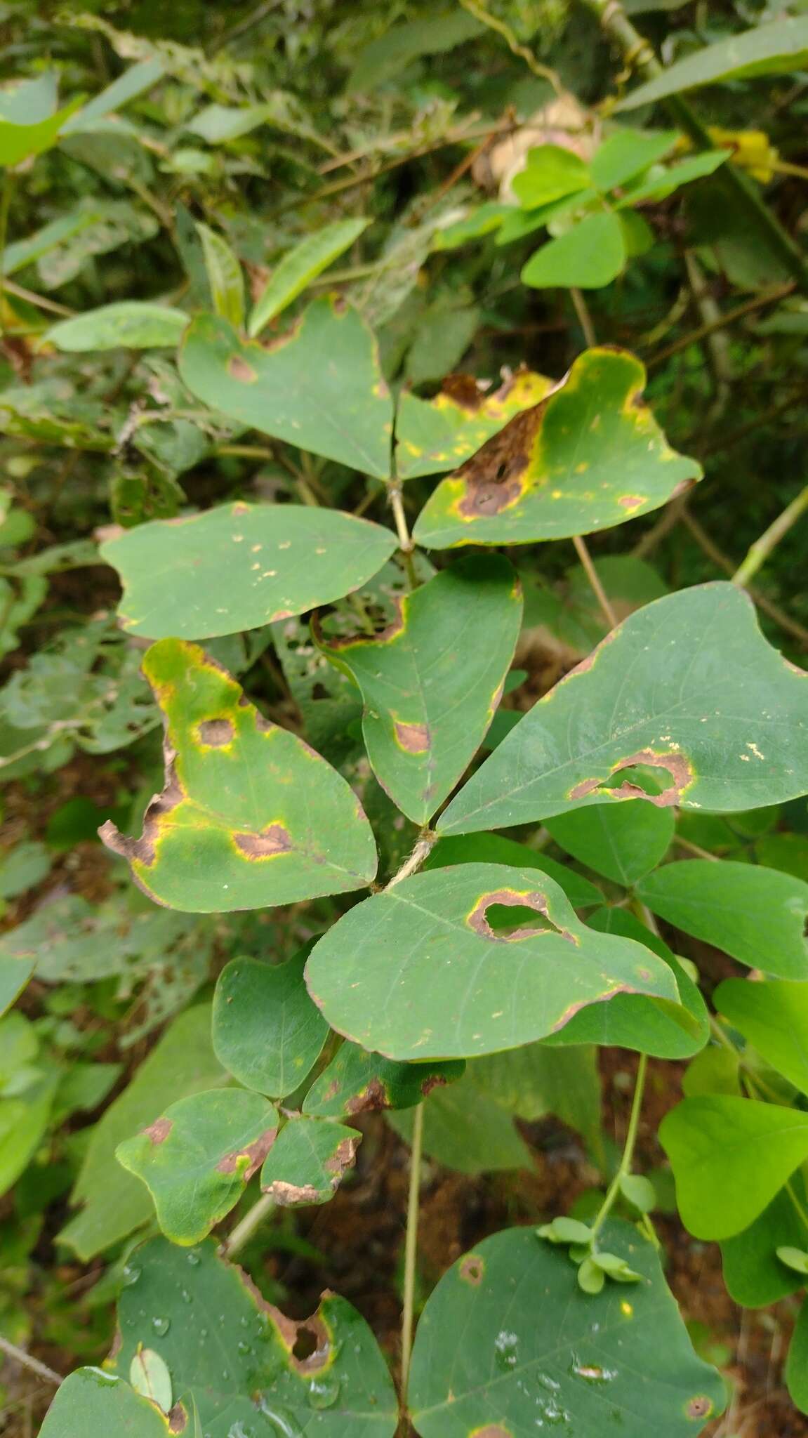 Plancia ëd Diphysa americana (Mill.) M. Sousa