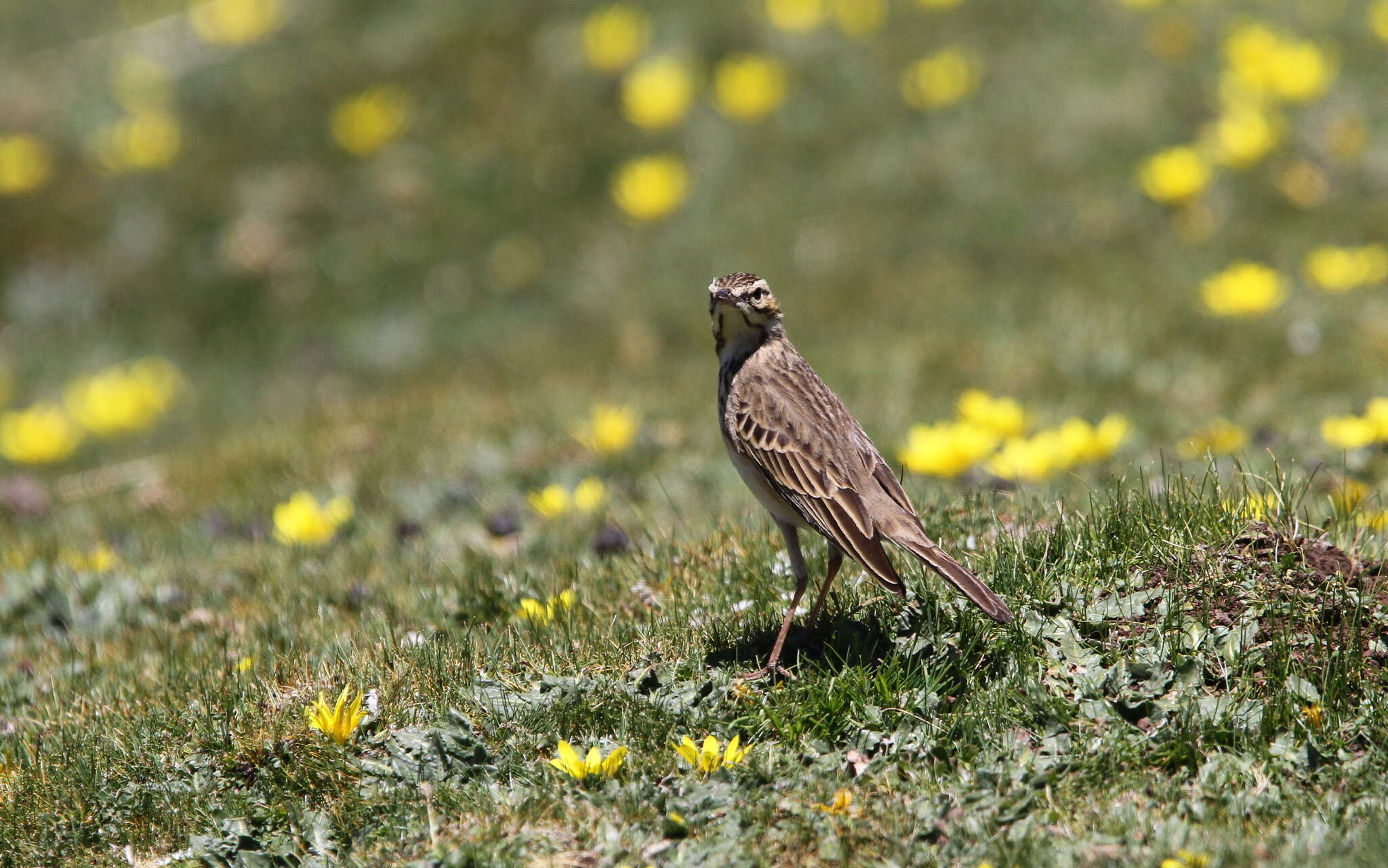 Image of Mountain Pipit