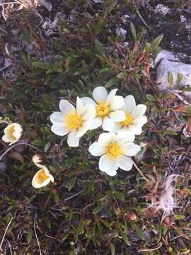 Image of entireleaf mountain-avens