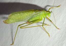 Image of Northern Bush Katydid