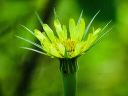 Image of Tragopogon pratensis subsp. pratensis