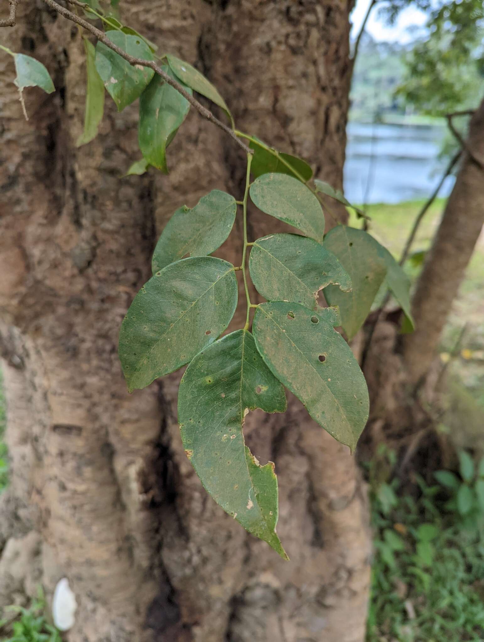 Sivun Dialium cochinchinense Pierre kuva