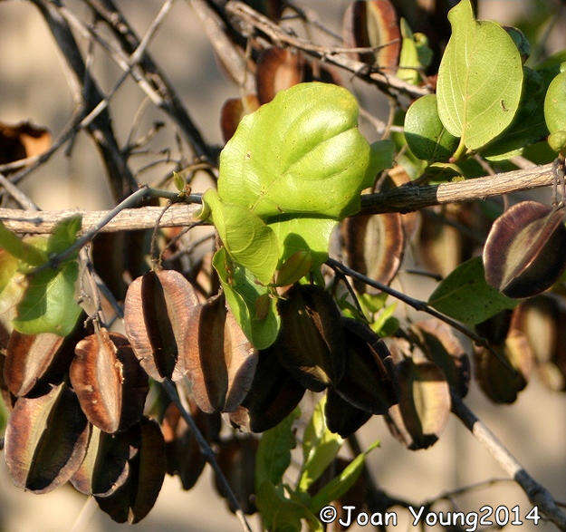 Sivun Combretum collinum subsp. suluense (Engl. & Diels) Okafor kuva