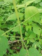 Image of Salvia herbacea Benth.