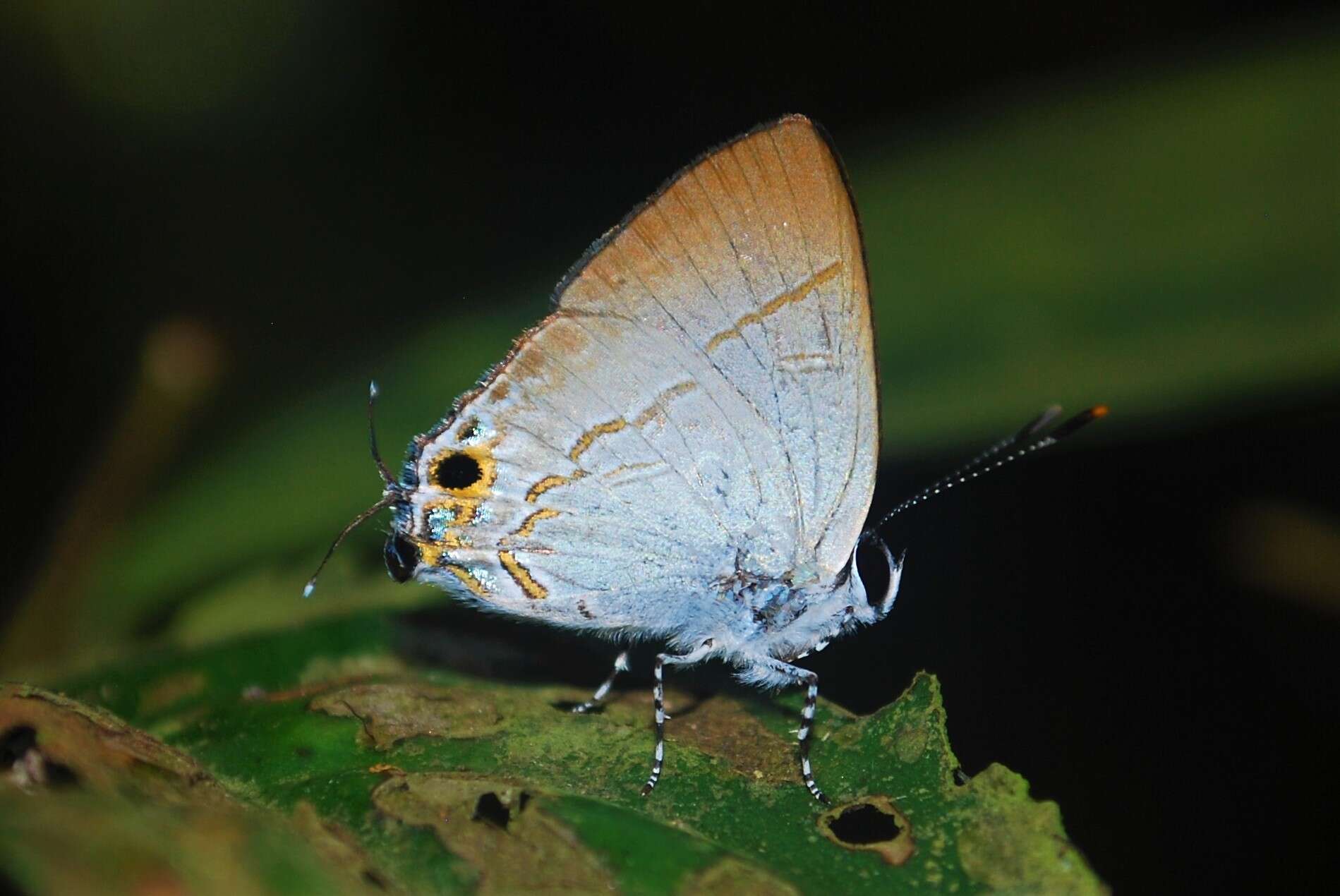 Image of Sinthusa nasaka (Horsfield 1829)