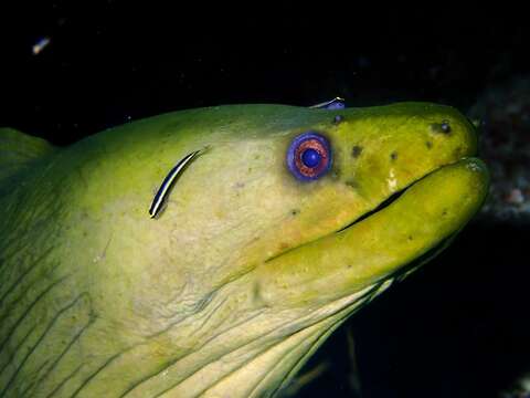 Image of Cayman cleaner goby