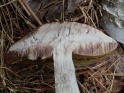 Image of Leccinum snellii A. H. Sm., Thiers & Watling 1967